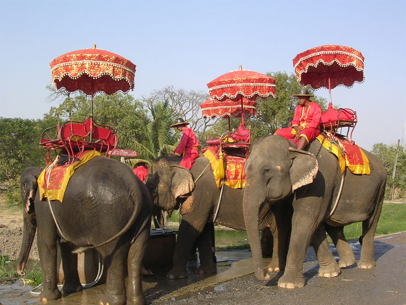 Ayutthaya_Elephant_Camp_in_Thailand_001
