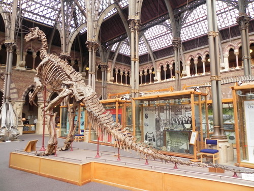Oxford-Museum-of-Natural-History-Igunadon-skeleton