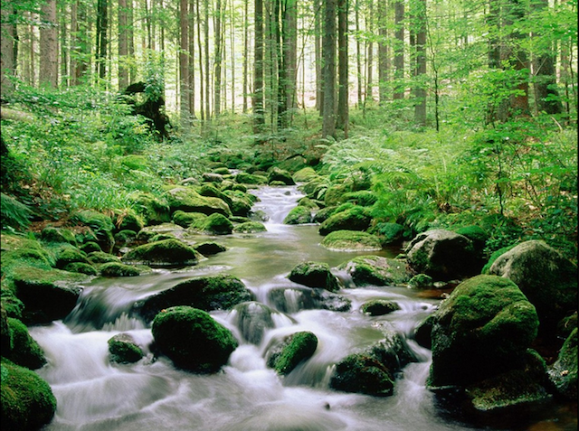 Bavarijos miškų nacionalinis parkas